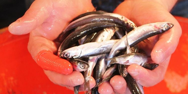 Hamsi fiyatı tarihi rekor kırdı!