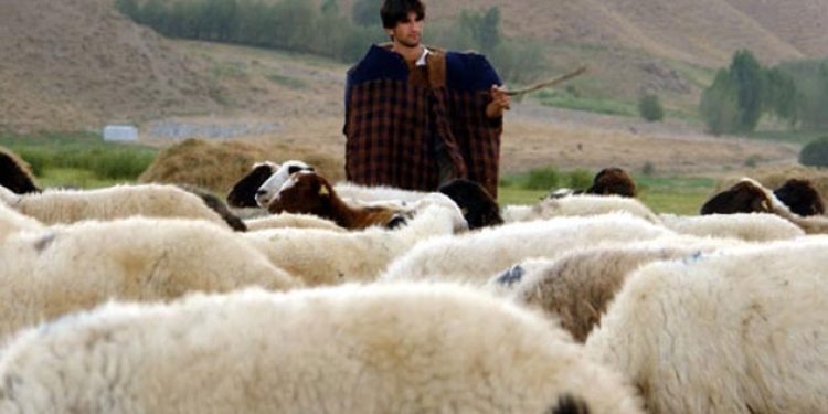 Çorum Valiliği çoban ithal edecek!