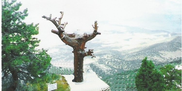 Hapisteki 80’lik koca çınar