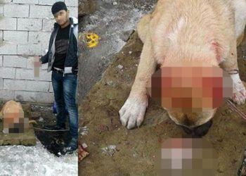 Köpeğe işkence yapıp sosyal medyadan paylaştılar