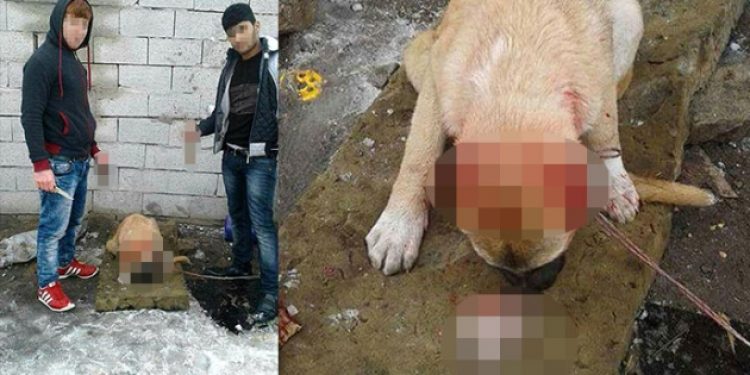 Köpeğe işkence yapıp sosyal medyadan paylaştılar
