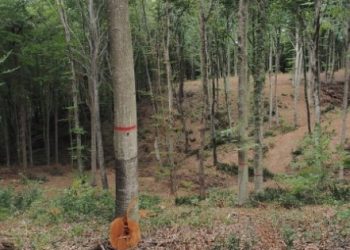 İBB’ye ‘Belgrad Ormanı’ tepkisi