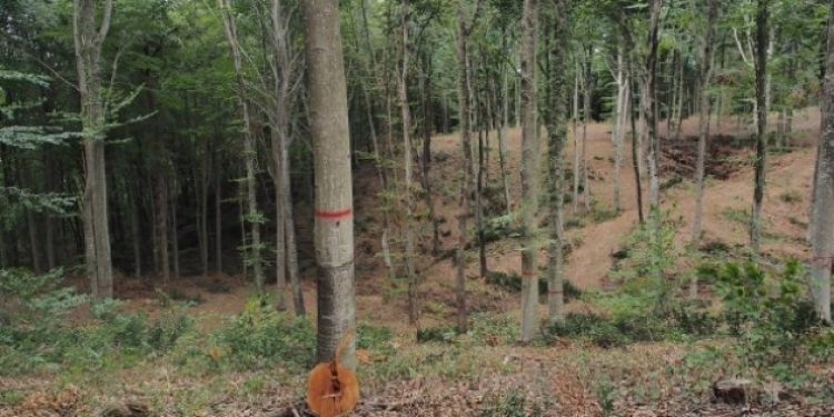 İBB’ye ‘Belgrad Ormanı’ tepkisi