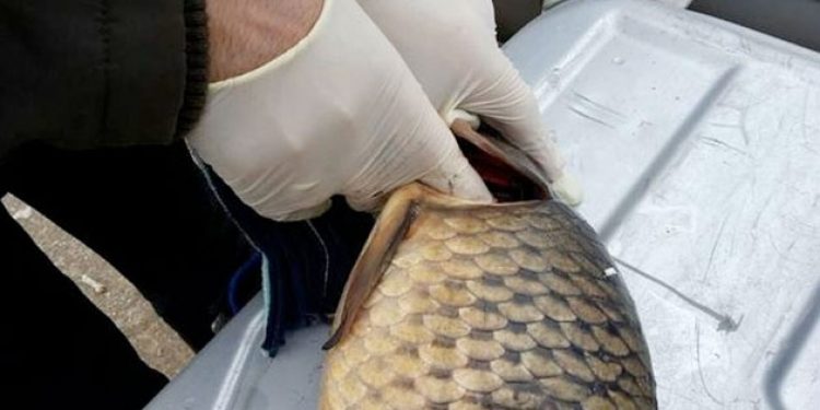 Eskişehir’de ürküten görüntüler!