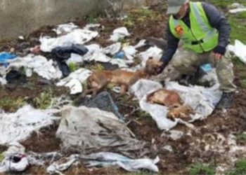 İstanbul’da 6 pitbull cesedi bulundu