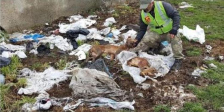 İstanbul’da 6 pitbull cesedi bulundu