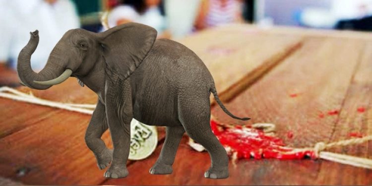 “Sandığa kedi değil fil girer”