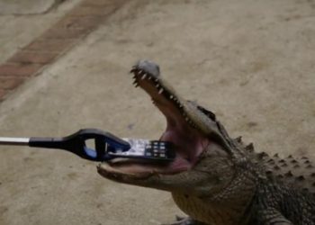 Bir Timsah iPhone 7’yi Isırırsa Ne Olur?