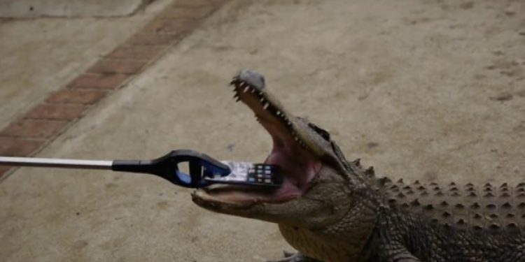 Bir Timsah iPhone 7’yi Isırırsa Ne Olur?