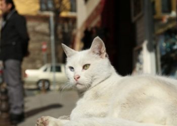​Sultanahmet’te esnafın durumu: Kediler ile baş başa kaldık