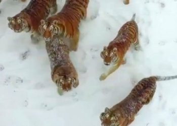 Kaplanlar kendilerini görüntüleyen drone’u yedi