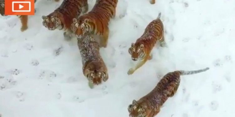 Kaplanlar kendilerini görüntüleyen drone’u yedi