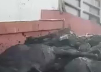 Sofranıza gelen ölü hayvanların görüntüsü
