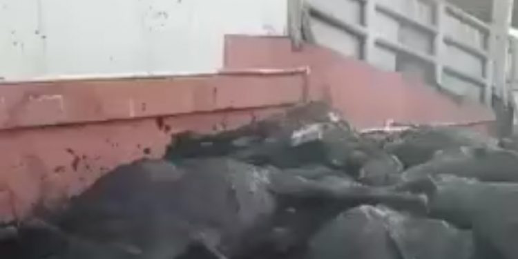 Sofranıza gelen ölü hayvanların görüntüsü