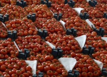 Rusya-Türkiye arasında buğday krizi!