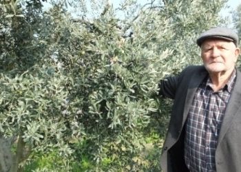 Gemlik Zeytini yok olmak üzere