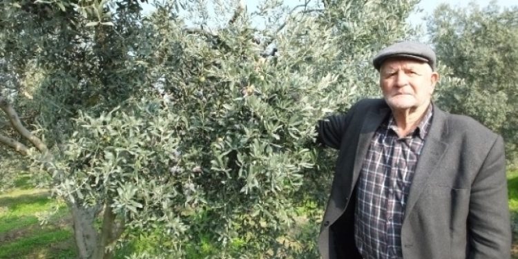 Gemlik Zeytini yok olmak üzere