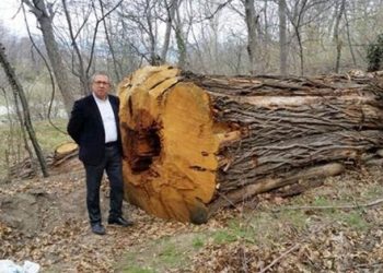 500 yıllık dev kestanelere rant kıyımı