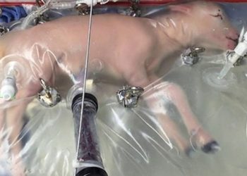 Yapay rahimle büyüyen ilk memeli