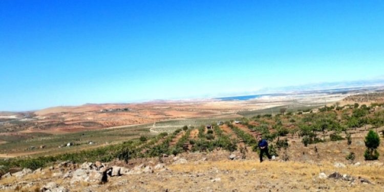 ​Köylüler ‘orman olsun’ dedi, Bakanlık Kireç Ocağı’na devretti