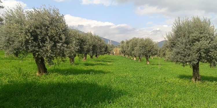 AKP zeytin ağaçlarına saldırmaya hazırlanıyor!
