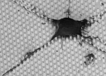 Bilim insanları çip içinde beyin hücresi büyüttü