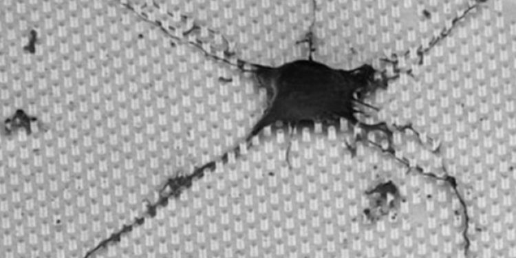 Bilim insanları çip içinde beyin hücresi büyüttü