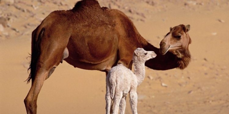 Türkiye’de sadece 1500 deve kaldı