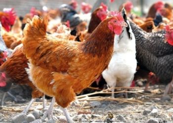 Tavuğa yüzde 40’tan sonra yüzde 60 zam yolda