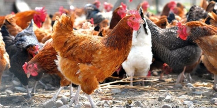 Tavuğa yüzde 40’tan sonra yüzde 60 zam yolda
