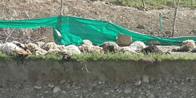 Kurtlar sürüye saldırdı: 50 koyun telef oldu