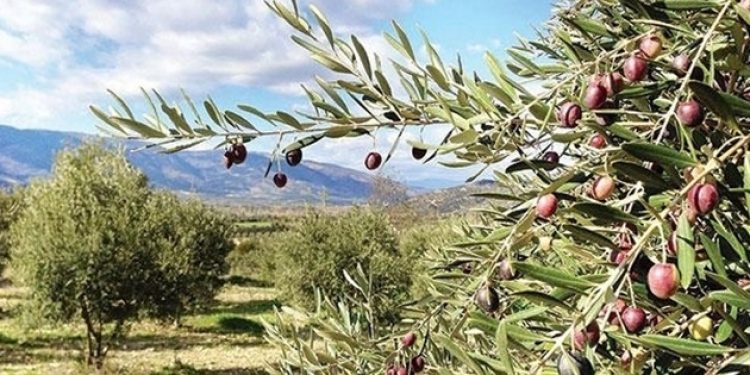 Zeytinlik düzenlemesinde geri adım