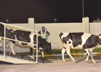 Katar yaptırıma karşı 4 bin inek ithal ediyor