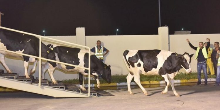 Katar yaptırıma karşı 4 bin inek ithal ediyor