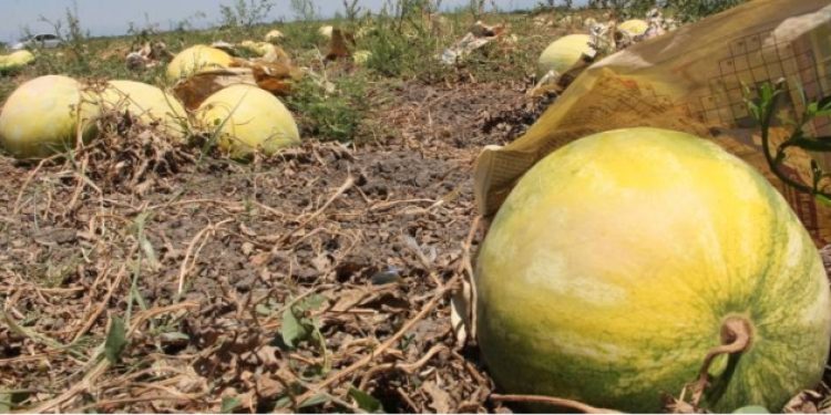 Kavun karpuz hayvanlara yem oldu
