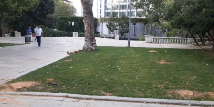 AKP yine Gezi Parkı’ndaki ağaçları kesmeye başladı!