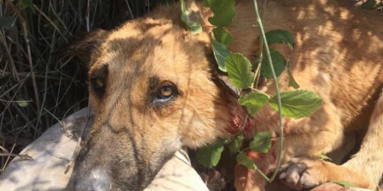 ​Bunu yapan insan olamaz