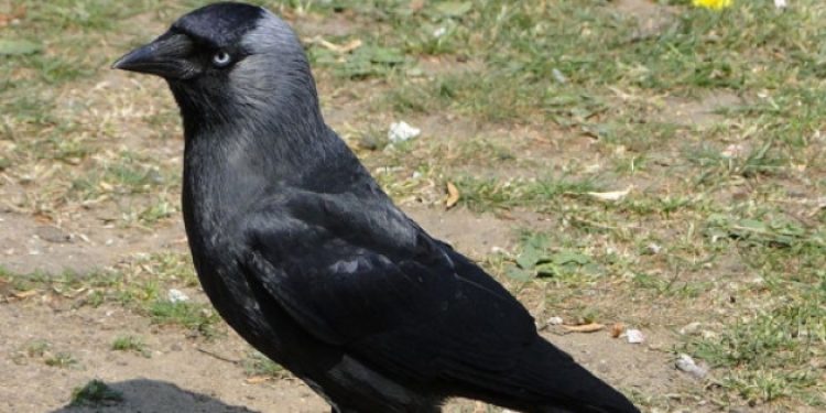 ​Mısır’da karganın saldırdığı 7 aylık bebek öldü