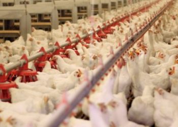 ​19 tavuk şirketine soruşturma