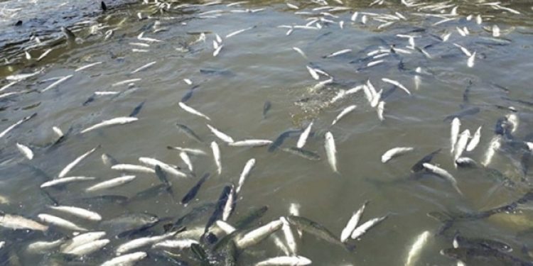 HES için balık katliamı