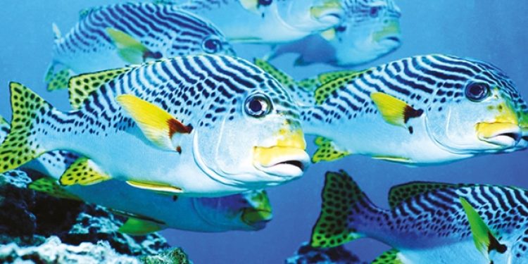 ​Kanser zebra balığıyla çözülecek