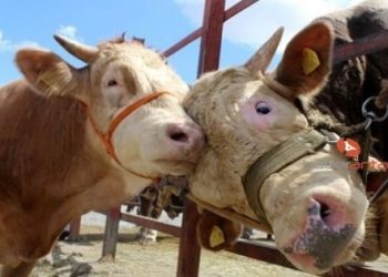 Kurbanlık fiyatları uçuk