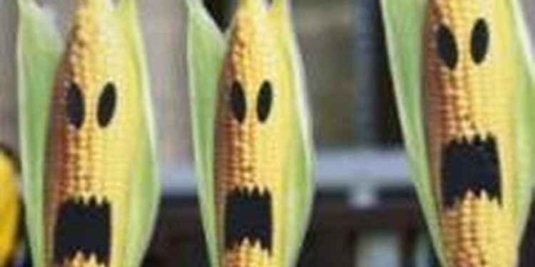 Halk binlerce ton GDO’lu gıda yedi