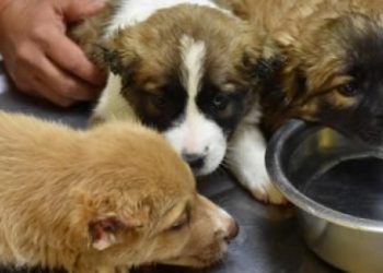Yavru köpeklere işkence yapan asker gözaltına alındı