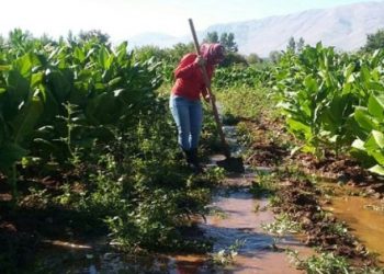 İhraç edilen 21 yıllık hemşire tütün tarlasında çalışıyor