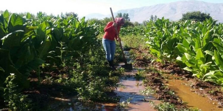 İhraç edilen 21 yıllık hemşire tütün tarlasında çalışıyor