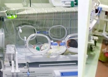 Yeni doğan servisinde fare skandalı