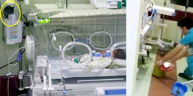 Yeni doğan servisinde fare skandalı