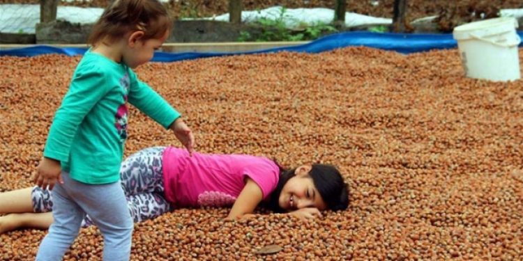 Büyük fındık yürüyüşü başlıyor