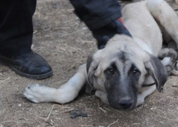 Kemerle işkence ettikleri köpeği 20 metre yükseklikten attılar